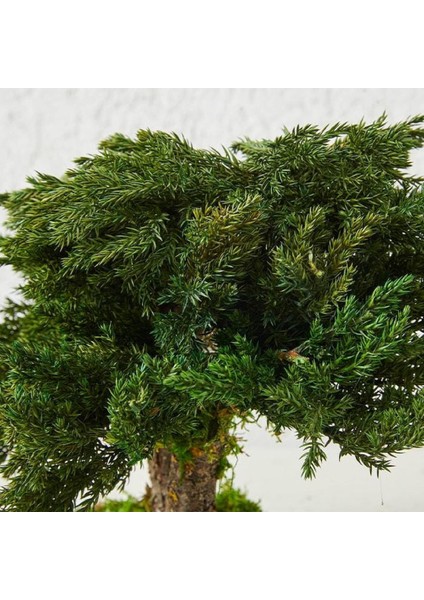 Seramik Saksıda Bonsai Ağacı | 100% Doğal, Bakım Gerektirmeyen Juniper Bitkisi | 25 cm Doğal Masa Üstü Dekor