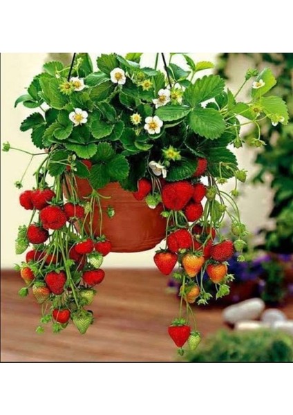 Thebestonline Yediveren Çilek Fidanı, 1 Saksıda 3 Çilek Fidesi