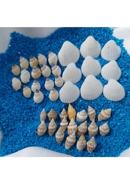 Elite Deniz Kabukları Silis Kabuk Çeşitleri 07MM-2,5CM Dekor Deniz Kabuğu 500GR + 500GR Teraryum Mavi Kum 1 Adet