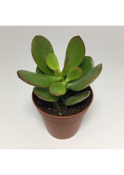 Thebestonline Para Ağacı Çiçeği Yeşim Bitkisi Mini Crassula Ovata