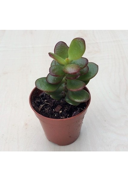 Thebestonline Para Ağacı Çiçeği Yeşim Bitkisi Mini Crassula Ovata