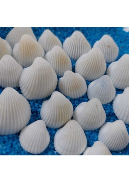 Elite Deniz Kabukları Silis Akvaryum Süs Ufak Kabuk Modeli 1,5-2,5cm Küçük Deniz Kabuğu 150GR Teraryum 1 Adet fiyatları