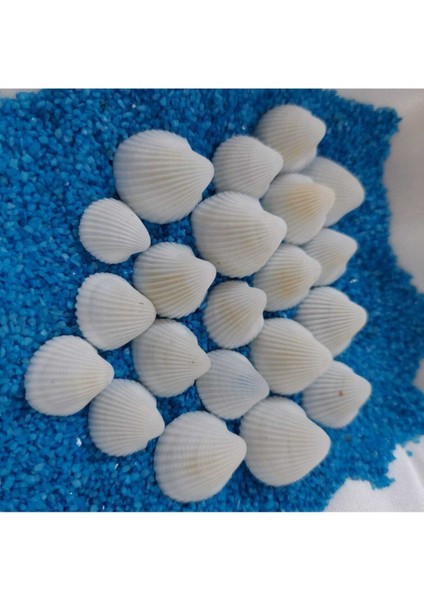 Elite Deniz Kabukları Silis Akvaryum Süs Ufak Kabuk Modeli 1,5-2,5cm Küçük Deniz Kabuğu 150GR Teraryum 1 Adet modelleri
