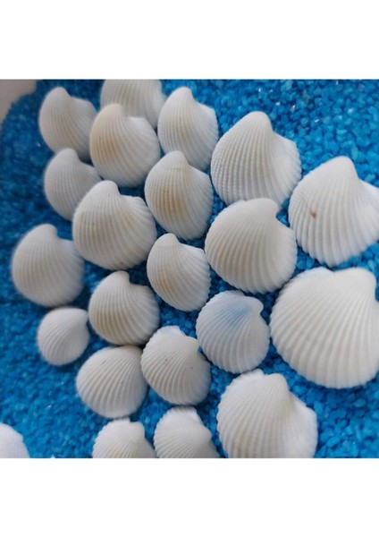 Elite Deniz Kabukları Silis Akvaryum Süs Ufak Kabuk Modeli 1,5-2,5cm Küçük Deniz Kabuğu 150GR Teraryum 1 Adet fırsatları