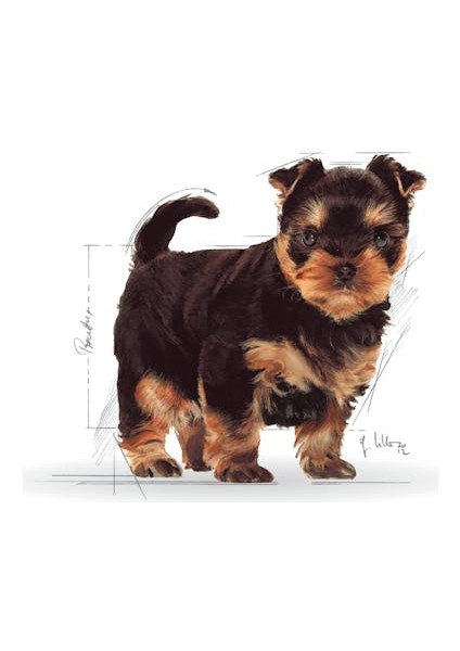 Yorkshire Terrier Puppy Yavru Köpek Maması 1,5 Kg modelleri