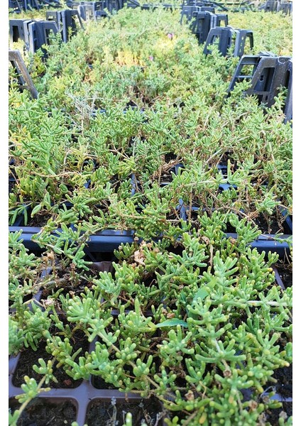 Thebestonline Acem Halısı Fidesi 20 Adet Çiçek Açan Yer Örtücü Bitki