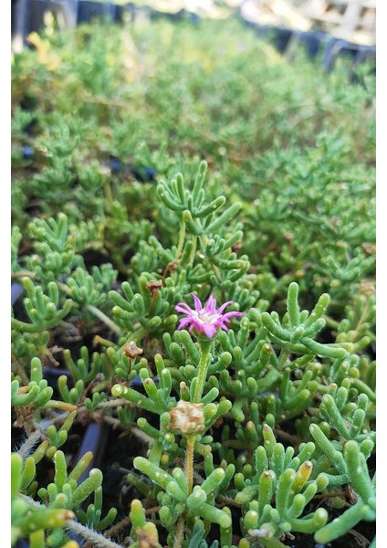 Thebestonline Acem Halısı Fidesi 20 Adet Çiçek Açan Yer Örtücü Bitki fiyatları