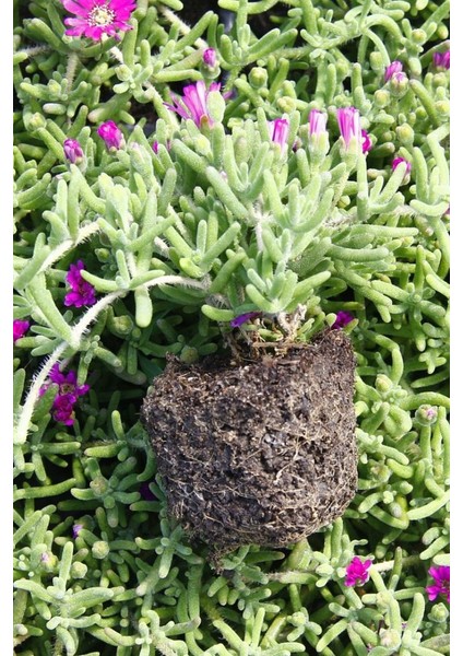 Thebestonline Acem Halısı Fidesi 20 Adet Çiçek Açan Yer Örtücü Bitki modelleri