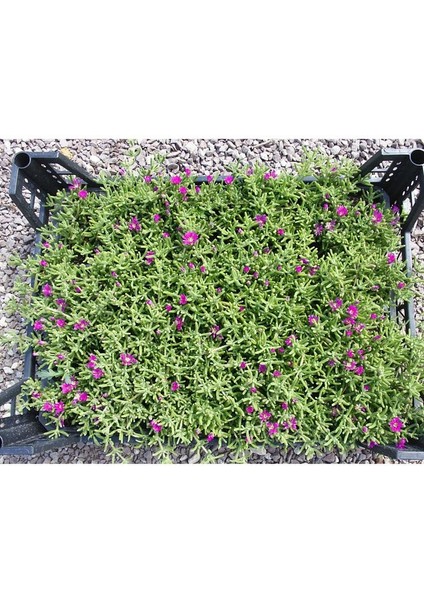 Thebestonline Acem Halısı Fidesi 20 Adet Çiçek Açan Yer Örtücü Bitki indirimleri