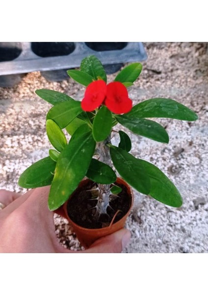 Euphorbia Milii, Dikenler Tacı, Koyu Pembe Çiçek Açan 10-20 cm fiyatları
