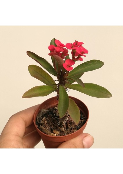 Euphorbia Milii, Dikenler Tacı, Koyu Pembe Çiçek Açan 10-20 cm modelleri