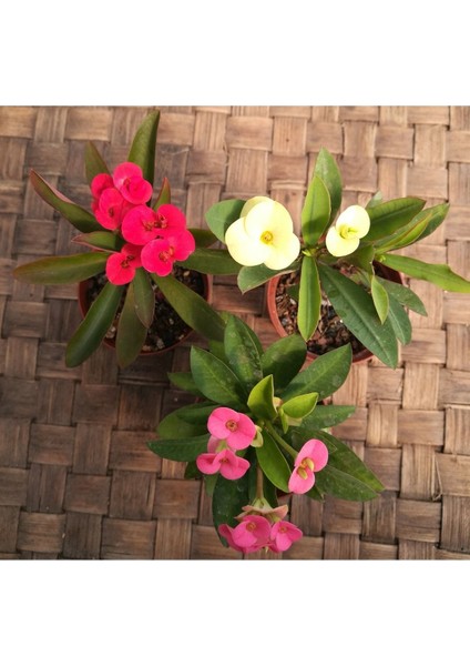 Euphorbia Milii, Dikenler Tacı, Koyu Pembe Çiçek Açan 10-20 cm fırsatları