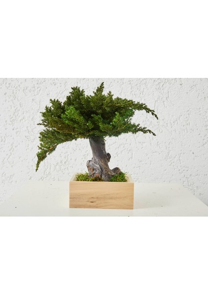 Bakım Gerektirmeyen El Yapımı Juniper Bonsai | 31 cm Doğal Dekoratif Masa Üstü Ağaç | Zen & Minimalist Stil modelleri
