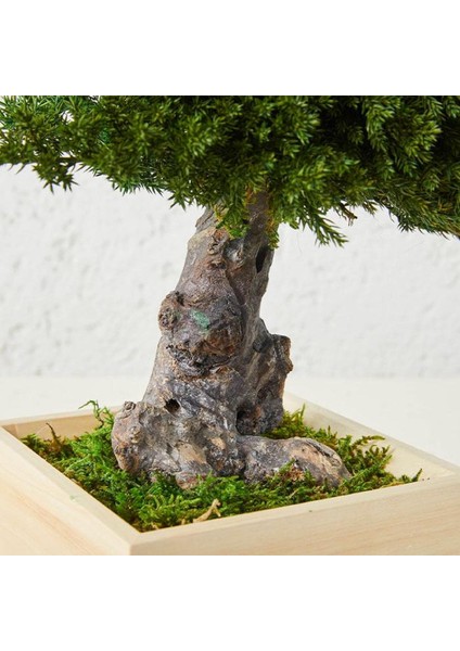 Bakım Gerektirmeyen El Yapımı Juniper Bonsai | 31 cm Doğal Dekoratif Masa Üstü Ağaç | Zen & Minimalist Stil