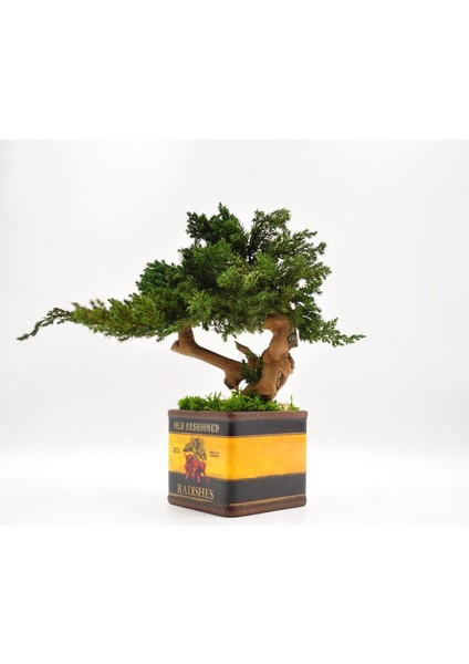 Bakım Gerektirmeyen El Yapımı Bonsai | Turp Desenli Vintage Seramik Saksıda | Doğal Dekoratif Ağaç | Zen & Country Stil Masaüstü Süs modelleri