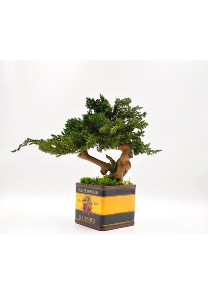 Bakım Gerektirmeyen El Yapımı Bonsai | Turp Desenli Vintage Seramik Saksıda | Doğal Dekoratif Ağaç | Zen & Country Stil Masaüstü Süs fırsatları