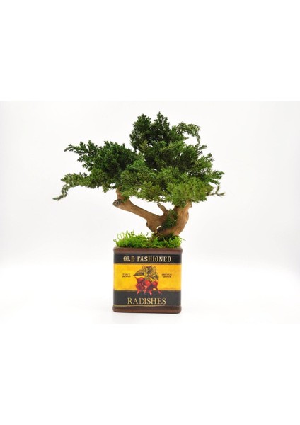 Bakım Gerektirmeyen El Yapımı Bonsai | Turp Desenli Vintage Seramik Saksıda | Doğal Dekoratif Ağaç | Zen & Country Stil Masaüstü Süs