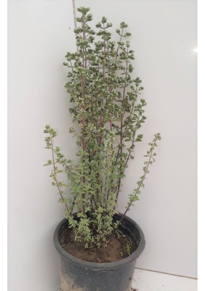 Origanum Microphyllum Minik Yapraklı Mercanköşk Fidesi 10-30 cm