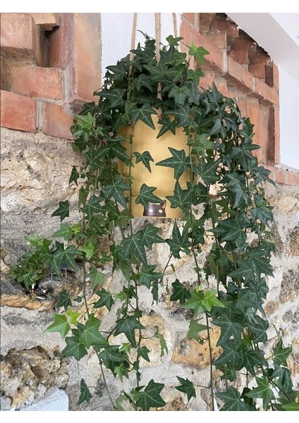 Canlı Duvar Sarmaşığı (Hedera Helix) 40-60CM – Gölgeye Dayanıklı