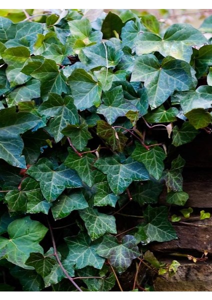 Canlı Duvar Sarmaşığı (Hedera Helix) 40-60CM – Gölgeye Dayanıklı fiyatları