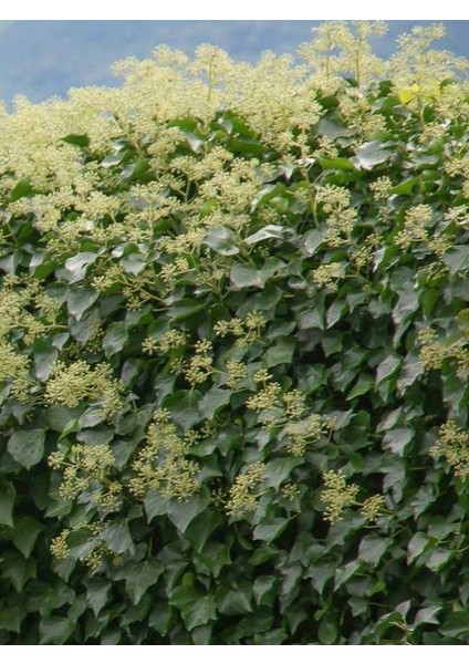 Canlı Duvar Sarmaşığı (Hedera Helix) 40-60CM – Gölgeye Dayanıklı modelleri