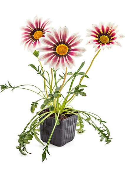 Çok Avantajlı Kartopu Çiçeği +Hanımeli Çiçeği +Kırmızı Gazanya Hediye Bahçe Seti fırsatları