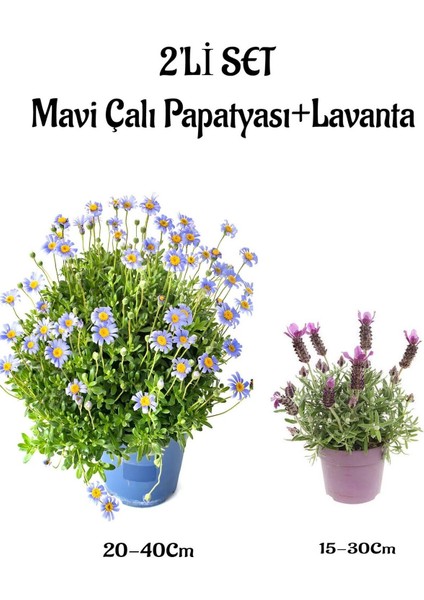 Çok Avantajlı Mavi Çalı Papatyası Maviş(Felicia)+Mor Lavanta Saksılı Dış Mekan Bitkisi