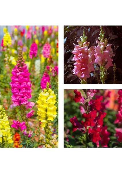 Çok Satan 10'lu Karışık Renk Aslanağzı Çiçeği Fidanı 5-15 cm Tüplü Çiçekli Bodur Antirrhinum Majus