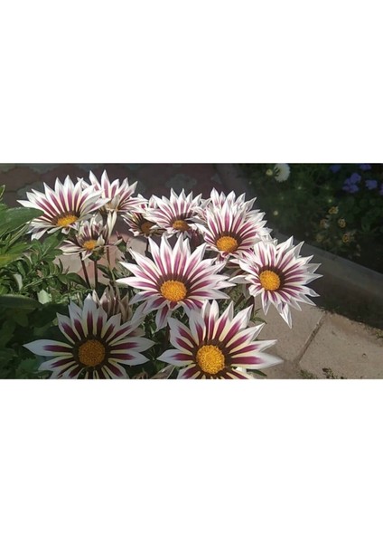Çok Satan 10'lu Beyazlı Pembeli Gazanya Çiçeği Fidanı 15-25 cm Tüplü Çiçekli Bodur Bitkiler Gazania fiyatları