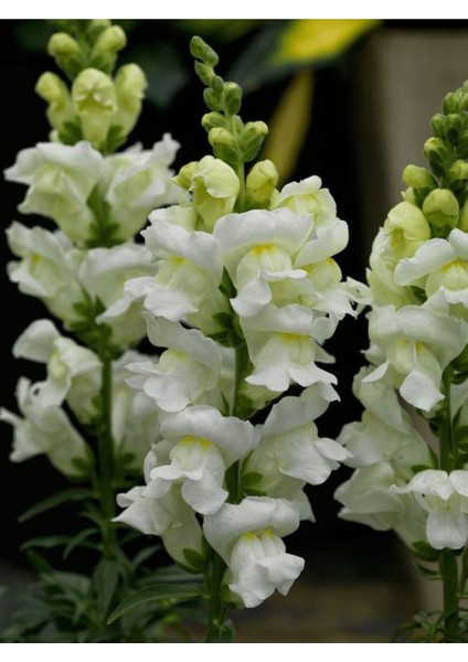 Çok Satan Beyaz Aslan Ağzı Çiçeği (5 10 Cm)10 Adet Saksılı/ Tüplü Iç/ Dış Mekan Bitkisi Antirrhinum