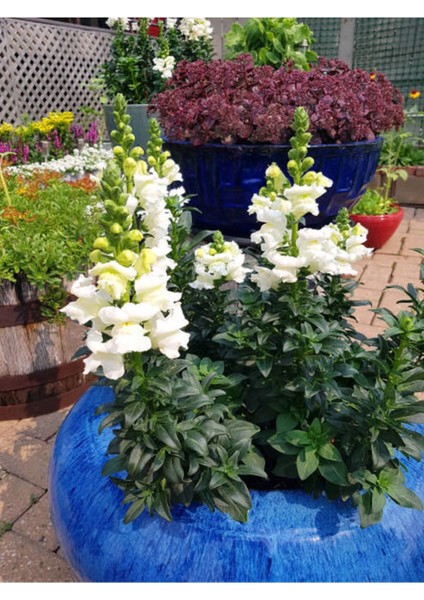 Çok Satan Beyaz Aslan Ağzı Çiçeği (5 10 Cm)10 Adet Saksılı/ Tüplü Iç/ Dış Mekan Bitkisi Antirrhinum fırsatları