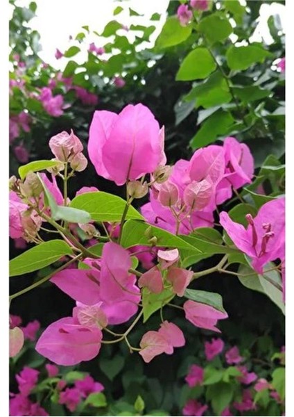 Çok Satan Açık Pembe Begonvil (40 60 Cm)1 Adet Saksılı Iç/ Dış Mekan Bitkisi Bougainvillea modelleri