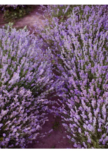 Çok Satan Mor Lavanta (20 60 Cm)5 Adet Saksılı/ Tüplü Çiçekli Iç/ Dış Mekan Bitkisi Lavandula modelleri