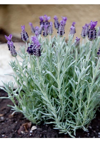 Çok Satan Mor Lavanta (20 60 Cm)5 Adet Saksılı/ Tüplü Çiçekli Iç/ Dış Mekan Bitkisi Lavandula fırsatları