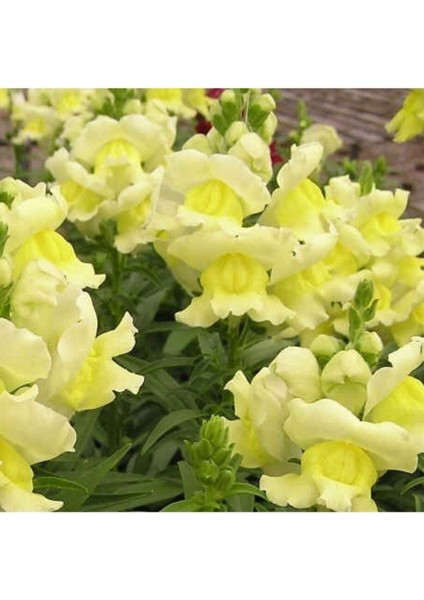 Çok Satan 10'lu Sarı Aslanağzı Çiçeği Fidanı 5-15 cm Tüplü Çiçekli Bodur Antirrhinum Majus fırsatları