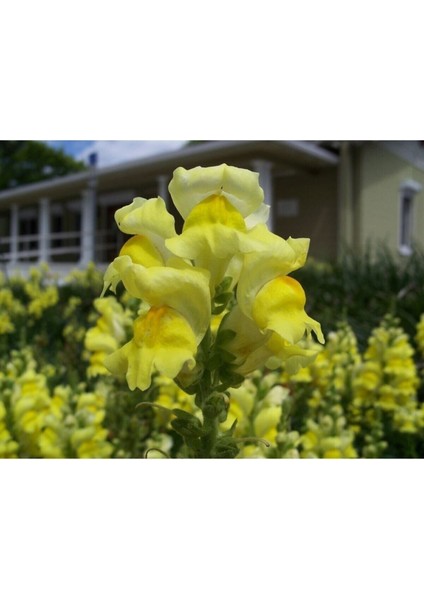 Çok Satan 10'lu Sarı Aslanağzı Çiçeği Fidanı 5-15 cm Tüplü Çiçekli Bodur Antirrhinum Majus indirimleri