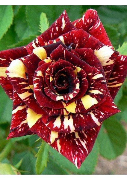 Avantajlı Yediveren Aşılı Sihirbaz Abrakadabra Gül Fidanı 1 Adet Saksılı (50-90 Cm) (Wizard Rose)