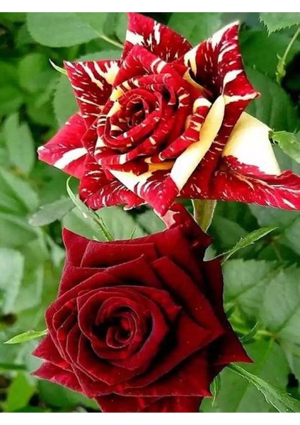 Avantajlı Yediveren Aşılı Sihirbaz Abrakadabra Gül Fidanı 1 Adet Saksılı (50-90 Cm) (Wizard Rose)