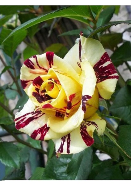 Avantajlı Yediveren Aşılı Sihirbaz Abrakadabra Gül Fidanı 1 Adet Saksılı (50-90 Cm) (Wizard Rose)