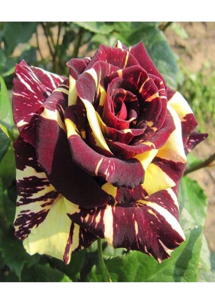 Avantajlı Yediveren Aşılı Sihirbaz Abrakadabra Gül Fidanı 1 Adet Saksılı (50-90 Cm) (Wizard Rose)