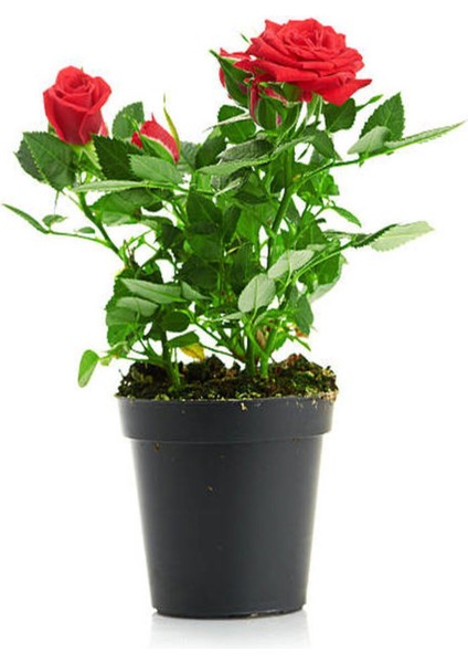 Avantajlı Kırmızı Gül 2 Adet Saksılı (40-60CM) Aşılı Gül Bahçe Bitkisi (Red Roses) fırsatları