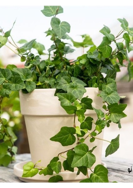Canlı Hedera Helix (Kaya Sarmaşığı) – Tırmanıcı, Formlu Bitki 40-60 cm