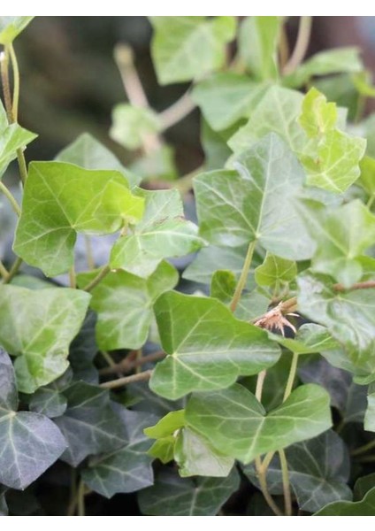 Canlı Hedera Helix (Kaya Sarmaşığı) – Tırmanıcı, Formlu Bitki 40-60 cm fiyatları