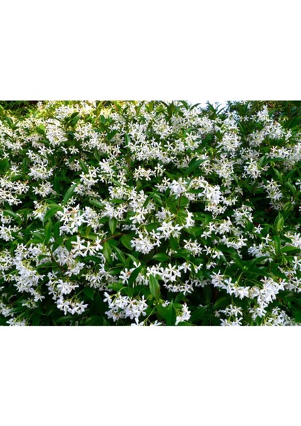 Arap Yasemin 70 Cm+ Boy Jasminum Sambac