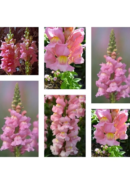Çok Satan 10'lu Açık Pembe Aslanağzı Çiçeği Fidanı 5-15 cm Tüplü Çiçekli Bodur Antirrhinum Majus