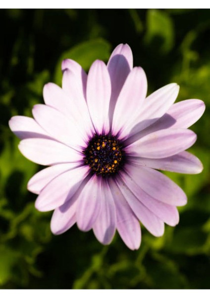 Kampanyalı 1 Adet Pembe Bodrum Papatyası Çiçeği 20-40CM Tüplü Çiçekli Bodur Bitkiler Bodrum Daisy