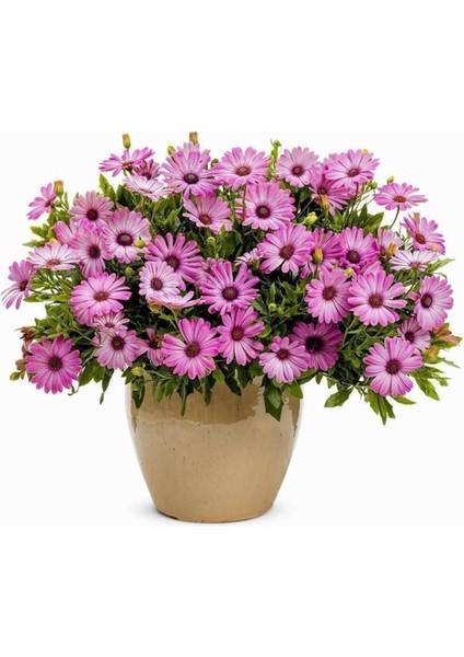 Kampanyalı 1 Adet Pembe Bodrum Papatyası Çiçeği 20-40CM Tüplü Çiçekli Bodur Bitkiler Bodrum Daisy