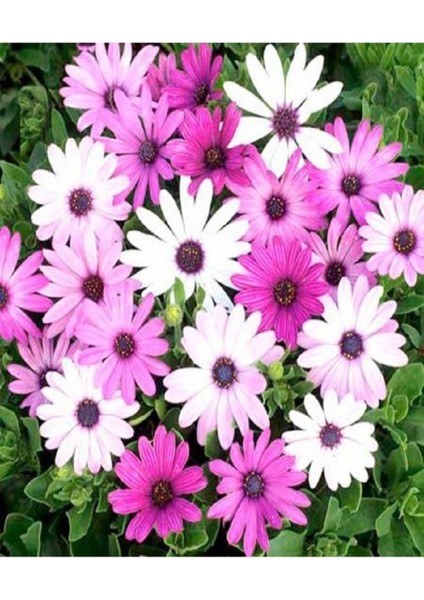 Kampanyalı 1 Adet Pembe Bodrum Papatyası Çiçeği 20-40CM Tüplü Çiçekli Bodur Bitkiler Bodrum Daisy
