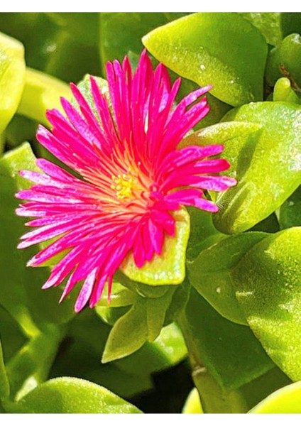 Çok Satan Pembe Renkli Buz Çiçeği (5 10 Cm)30 Adet Saksılı/ Tüplü Çiçekli Bodur Bitki Delosperma