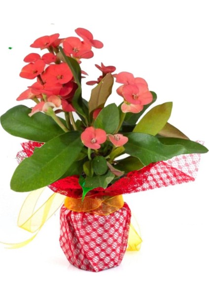 Çok Avantajlı Hediye Paketli 1 Adet Kırmızı Renk Dikenler Tacı Euphorbia Milii Saksılı